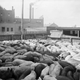 Image for article titled Utterly Disturbing, Century-Old Photos of Meat-Packing Facilities
